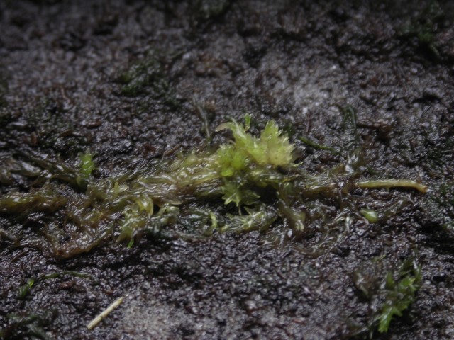 pict0186gi1.jpg